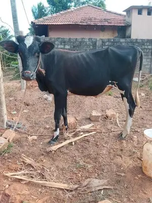 Farm Cow
