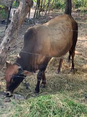 Cow(Naanpan)