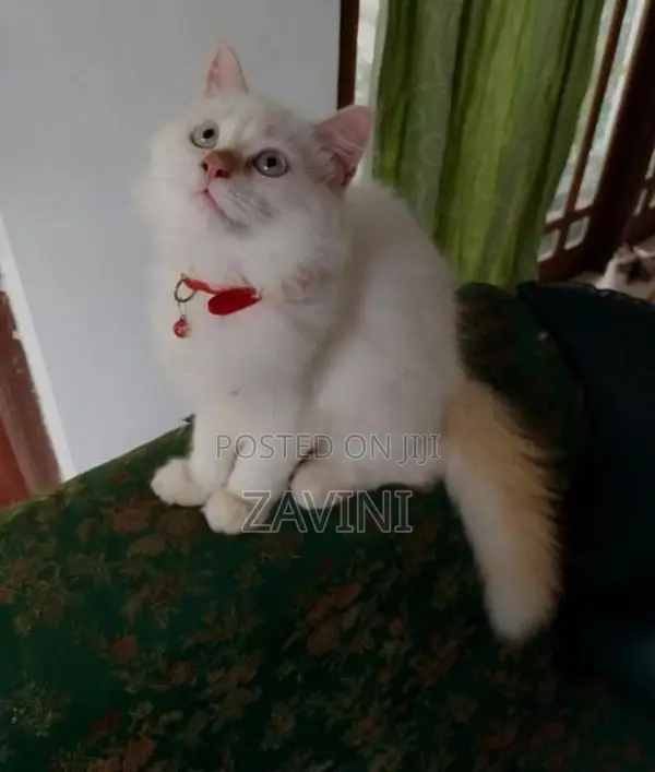 Persian Kittens