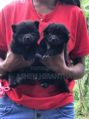 Pomeranian Puppies