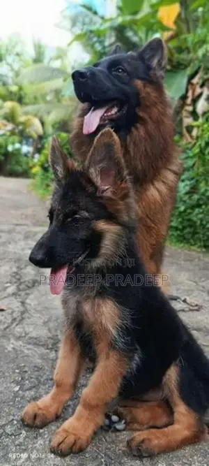 german shepherd