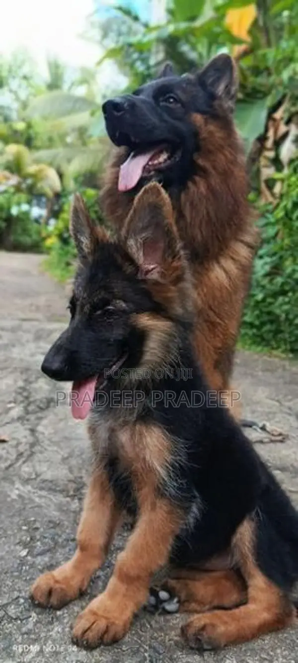 german shepherd