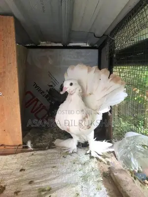 Fantail Pigeon
