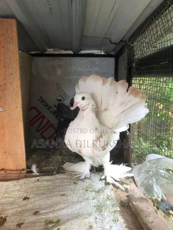 Fantail Pigeon