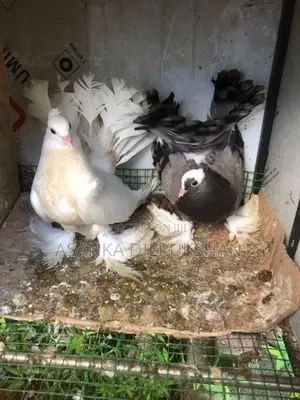 Fantail pigeon