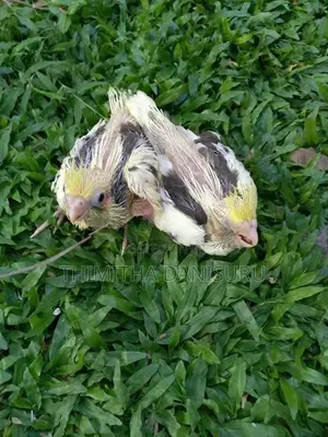 Cocktail Birds