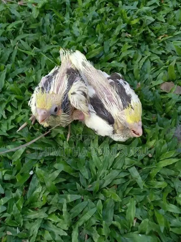 Cocktail Birds