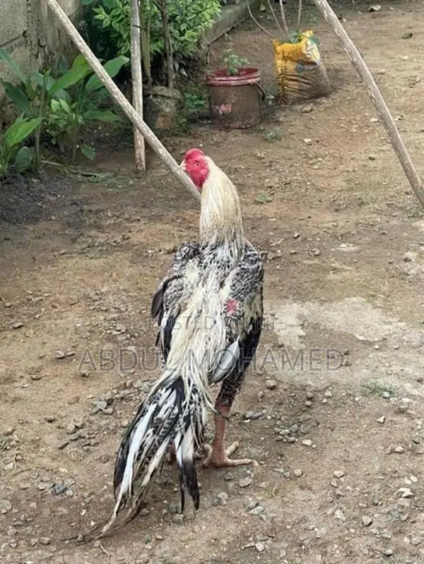 Parrot Beak Rooster