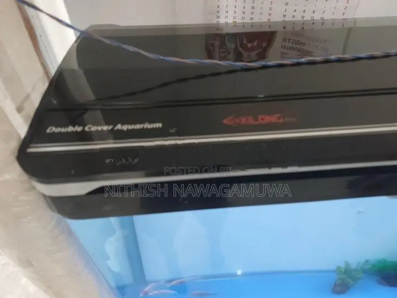 Golden Arowana (Certificate) Koi Catfish