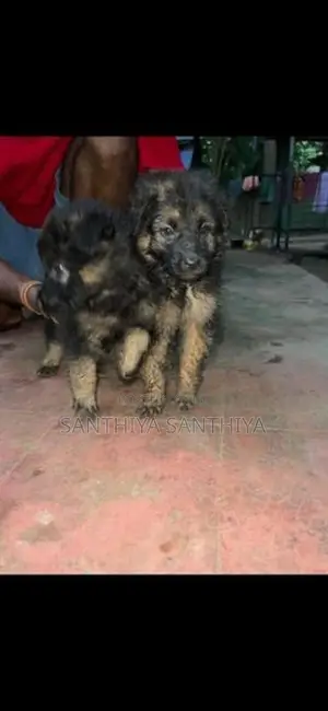German Shepherd Puppy