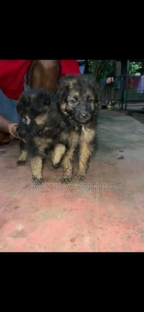 German Shepherd Puppy