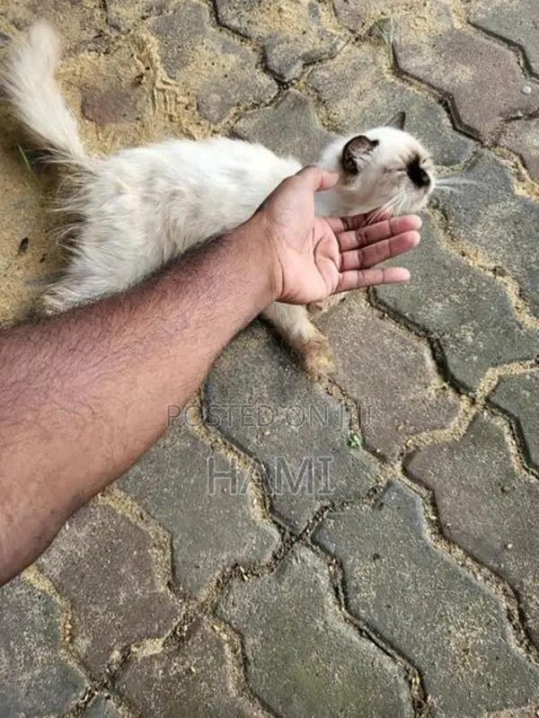 Himalayan cat