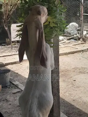 Jamunapari Male Goats