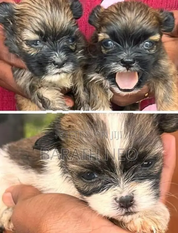Shih Tzu Puppies