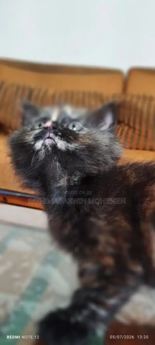 Parisian Cat