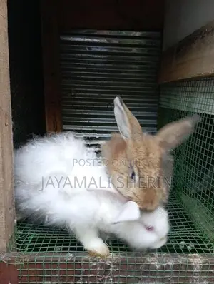 Angora Rabbit