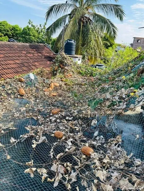 பீர்க்கங்காய் seeds Luffa