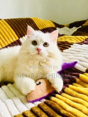 Persian cat
