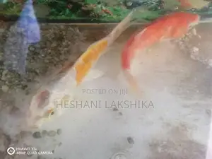 Koi Carp Fish