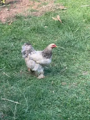 Farm Chicken