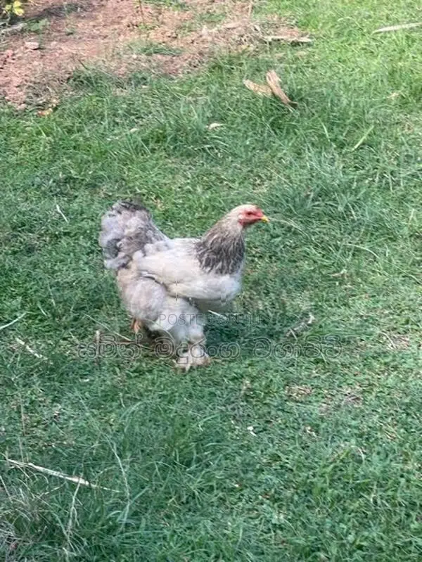 Farm Chicken