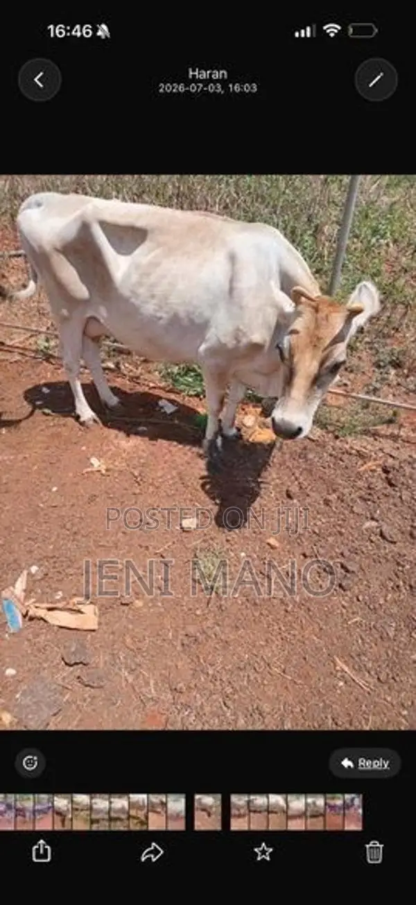 Milk Cow