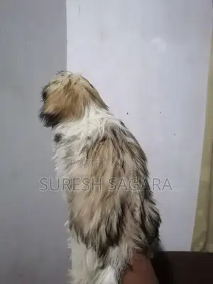 Shitzu