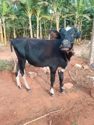 Farm Cow