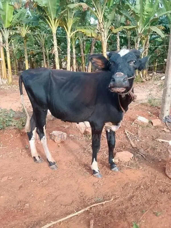 Farm Cow