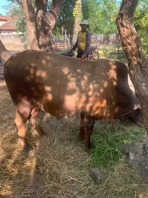 Cow(Naanpan)