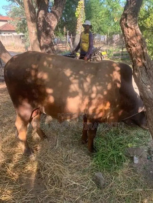 Cow(Naanpan)