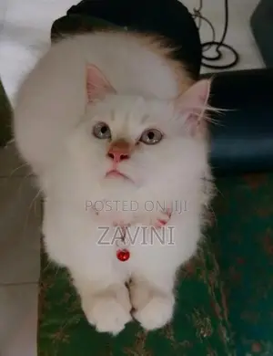 Persian Kittens