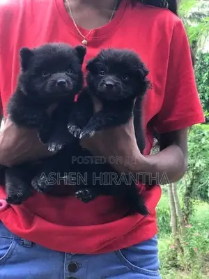 Pomeranian Puppies