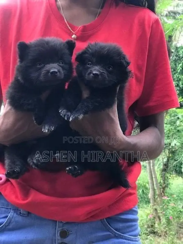 Pomeranian Puppies