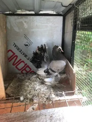 Fantail Pigeon