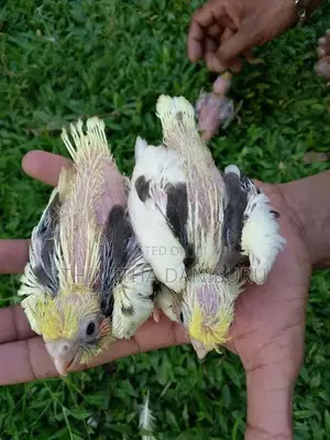 Cocktail Birds
