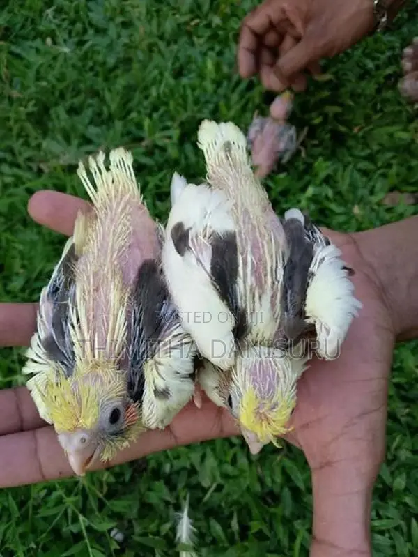 Cocktail Birds