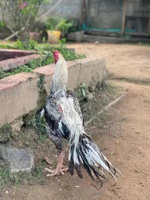 Parrot Beak Rooster