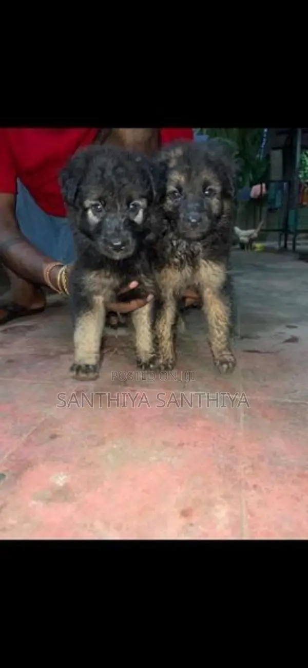German Shepherd Puppy