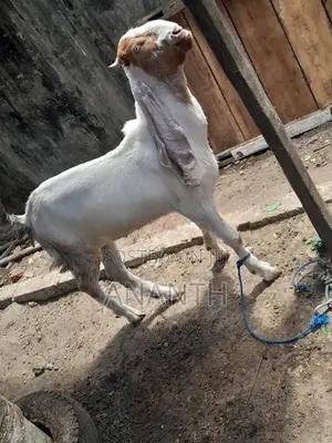 Jamunapari Male Goats