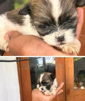 Shih Tzu Puppies