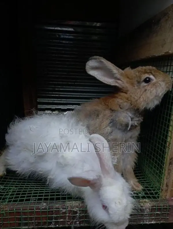 Angora Rabbit