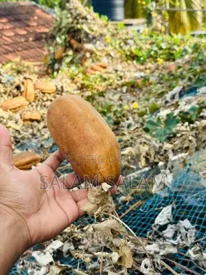 பீர்க்கங்காய் seeds Luffa