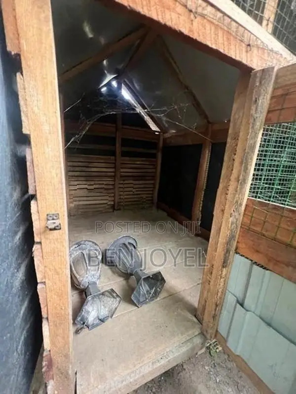 Bird Cage
