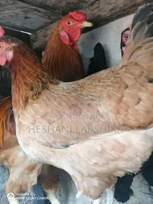 Gam Kukulan
