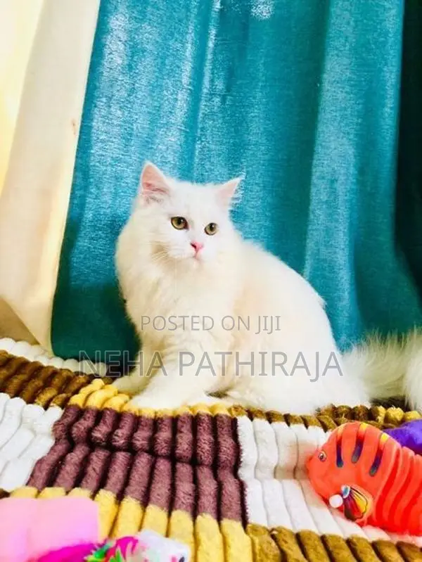Persian cat