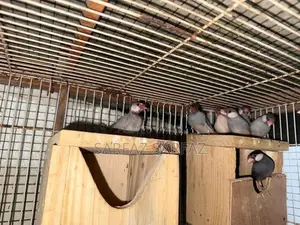Java Bird