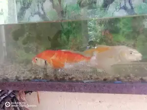Koi Carp Fish