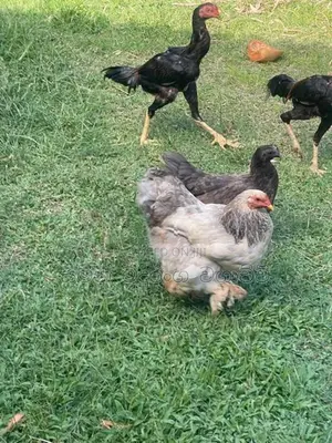 Farm Chicken