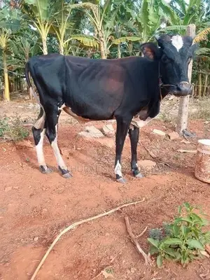 Farm Cow